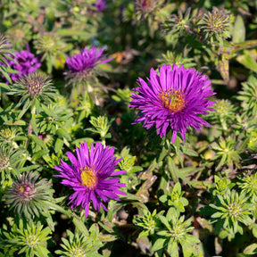 Raublatt-Aster 'Purple Dome'