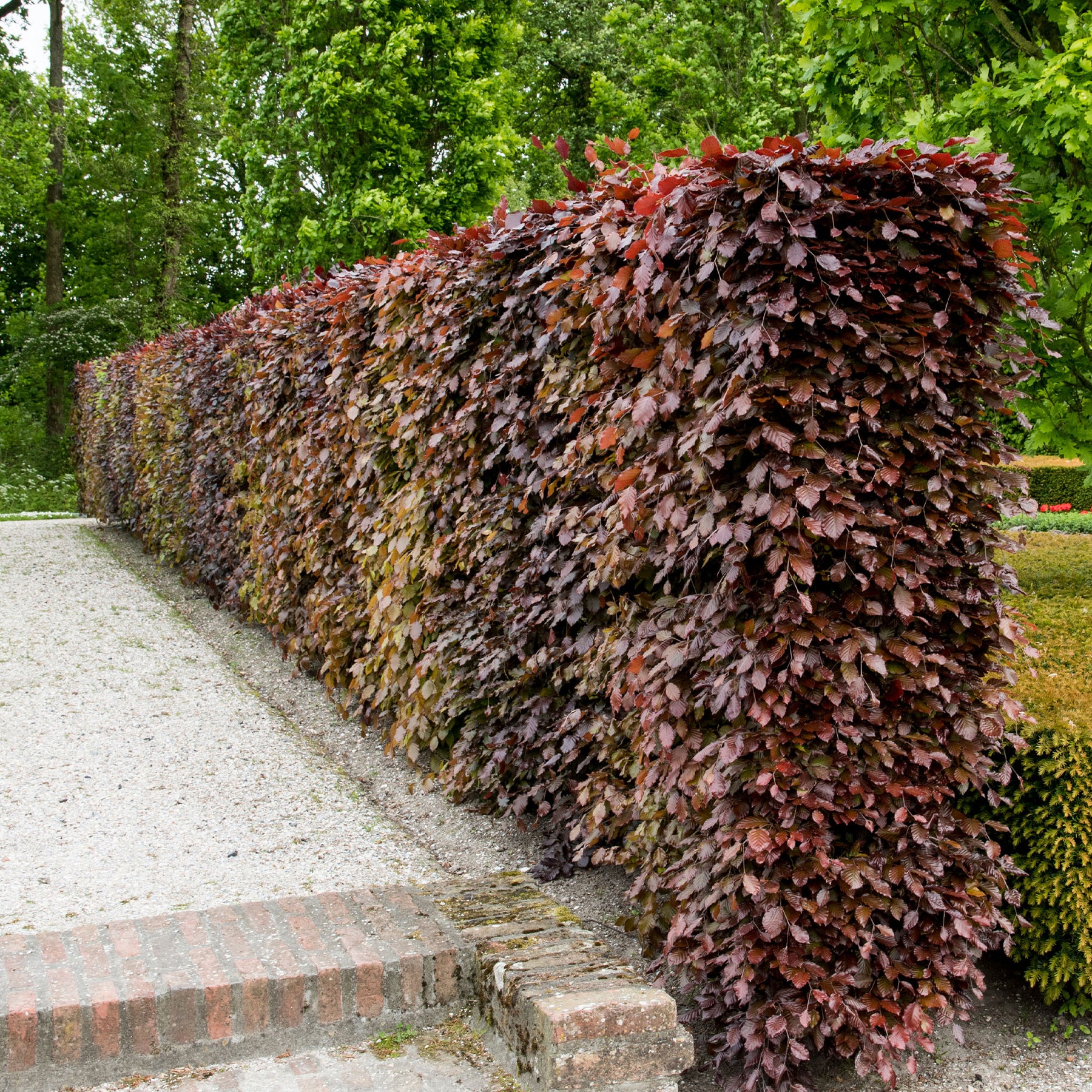 Fagus sylvatica purpurea - Rotbuche 'Atropurpurea' - Hainbuchen und Hornbäume