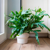 Verkauf Blaufarn 'Blue Star' - Phlebodium blue star