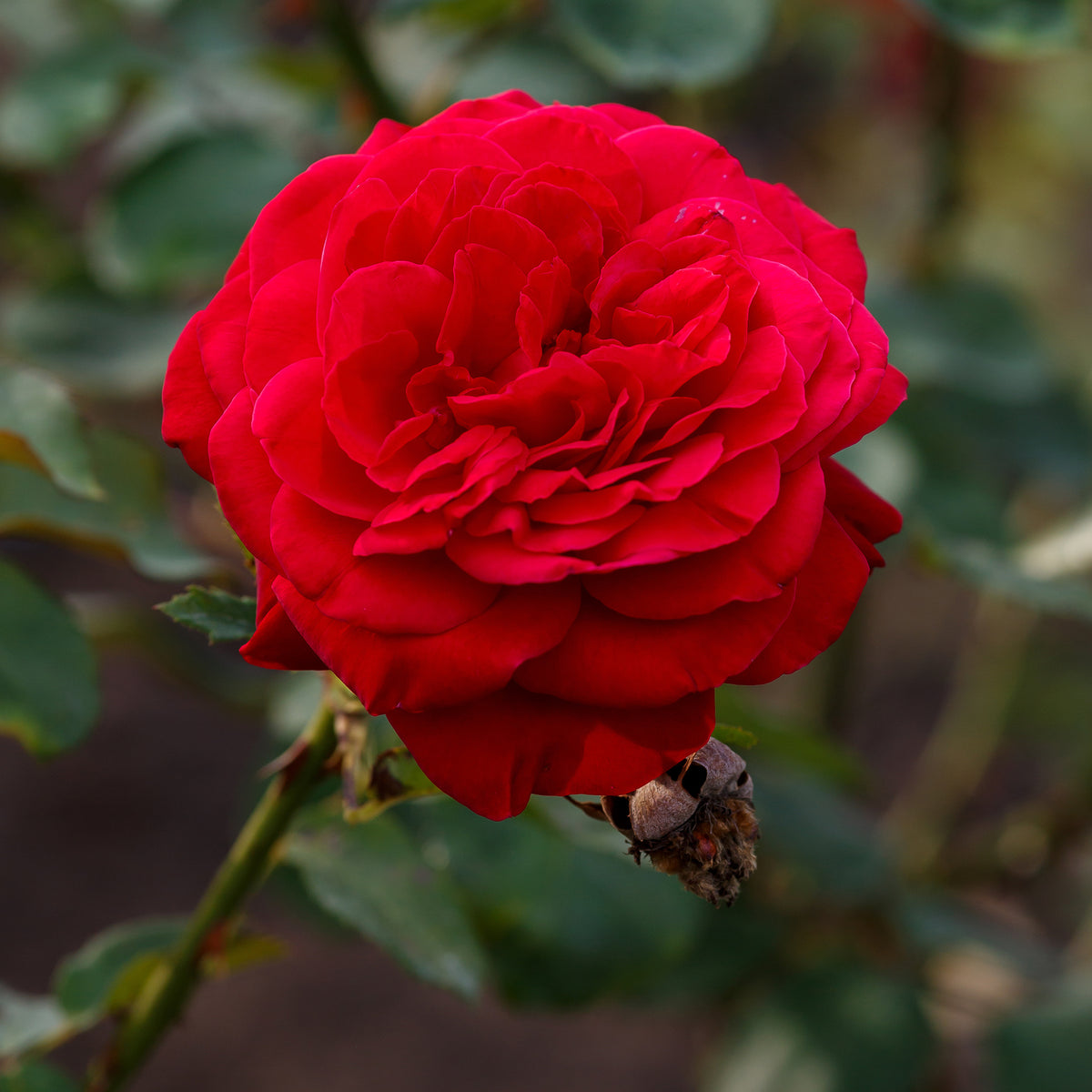 Beetrose 'Dame de Cœur' - Rosa dame de cœur, rosa queen of hearts, rosa herz-dame - Willemse
