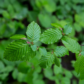 Hainbuche - Carpinus betulus - Willemse