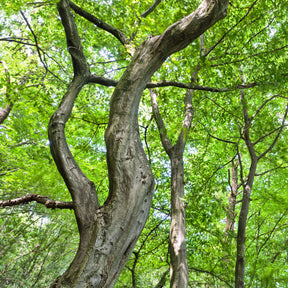 Verkauf Hainbuche - Carpinus betulus