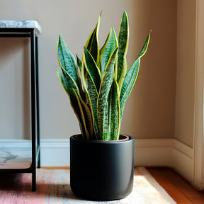 Verkauf Bogenhanf Sansevieria - Sansevieria futura Superba