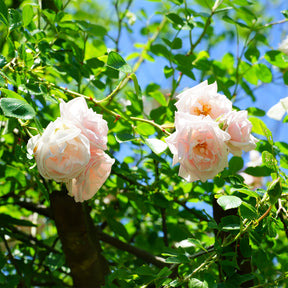 Kletterrose 'New Dawn' - Rosa new dawn - Willemse