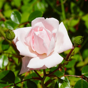 Verkauf Kletterrose 'New Dawn'