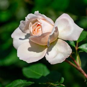 Rosa new dawn - Kletterrose 'New Dawn' - Kletterrosen