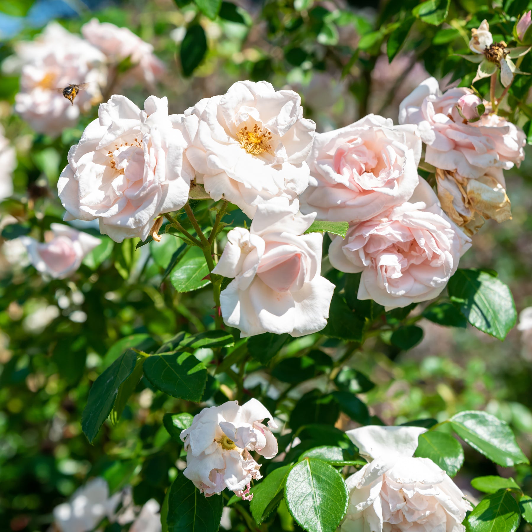 Kletterrose 'New Dawn' - Willemse