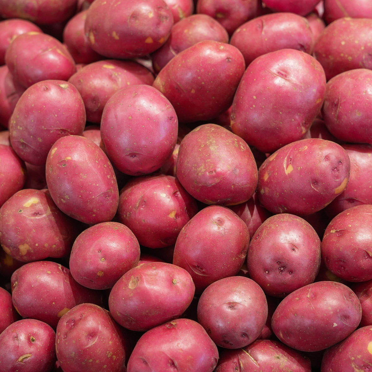 Solanum tuberosum Rouge des Flandres - Kartoffel ‘Rouge des Flandres’ (x10) - Kartoffelpflanzen