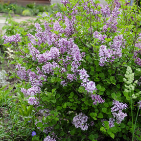 Flieder - Herbstflieder 'Dark Purple' - Syringa pubescens microphylla Bloomerang Dark Purple