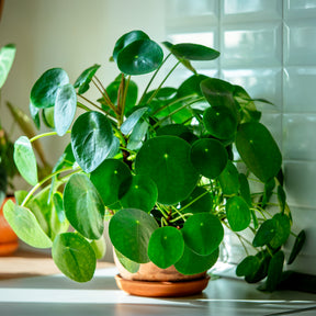 Grüne Zimmerpflanzen - Ufopflanze (Glückstaler) - Pilea peperomioides