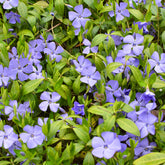 Verkauf Kleines Immergrün - Vinca minor