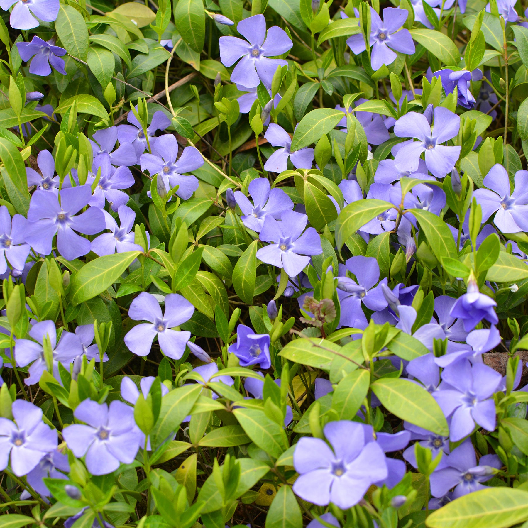 Verkauf Kleines Immergrün - Vinca minor