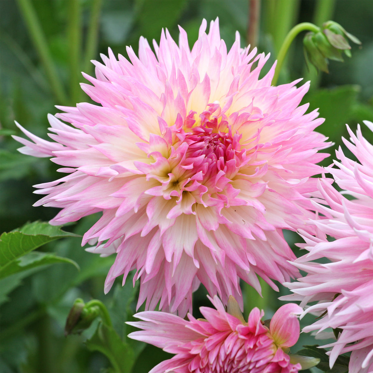 Dahlie 'Nadia Ruth' (x3) - Dahlia fimbriata 'nadia ruth' - Willemse