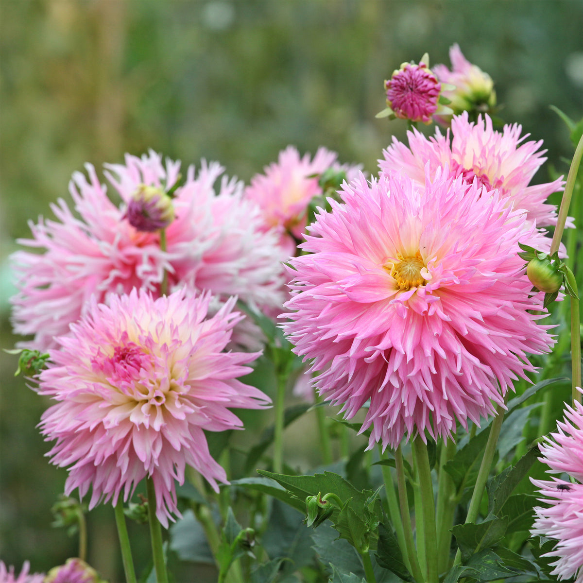 Dahlie 'Nadia Ruth' (x3) - Willemse