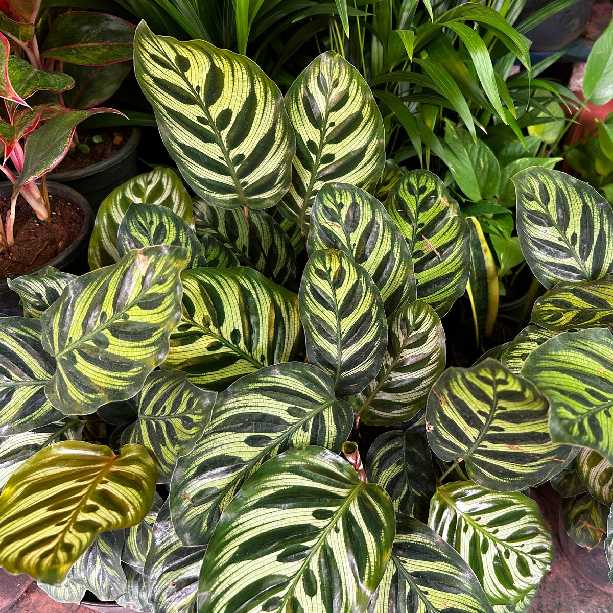Korbmarante 'Makoyana' - Calathea makoyana - Willemse