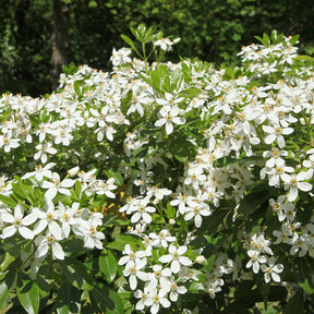 Verkauf Orangenblume