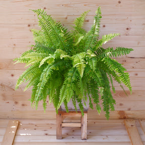 Schwertfarn Nephrolepis 'Green Lady' - Nephrolepis exaltata 'Green Lady' - Willemse