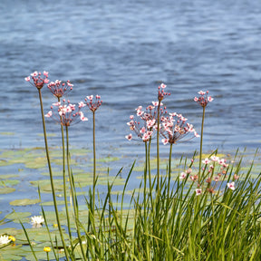 Blumenbinse - Willemse