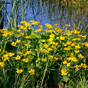 Sumpfdotterblume - Wasser-Ringelblume - Caltha palustris - Willemse