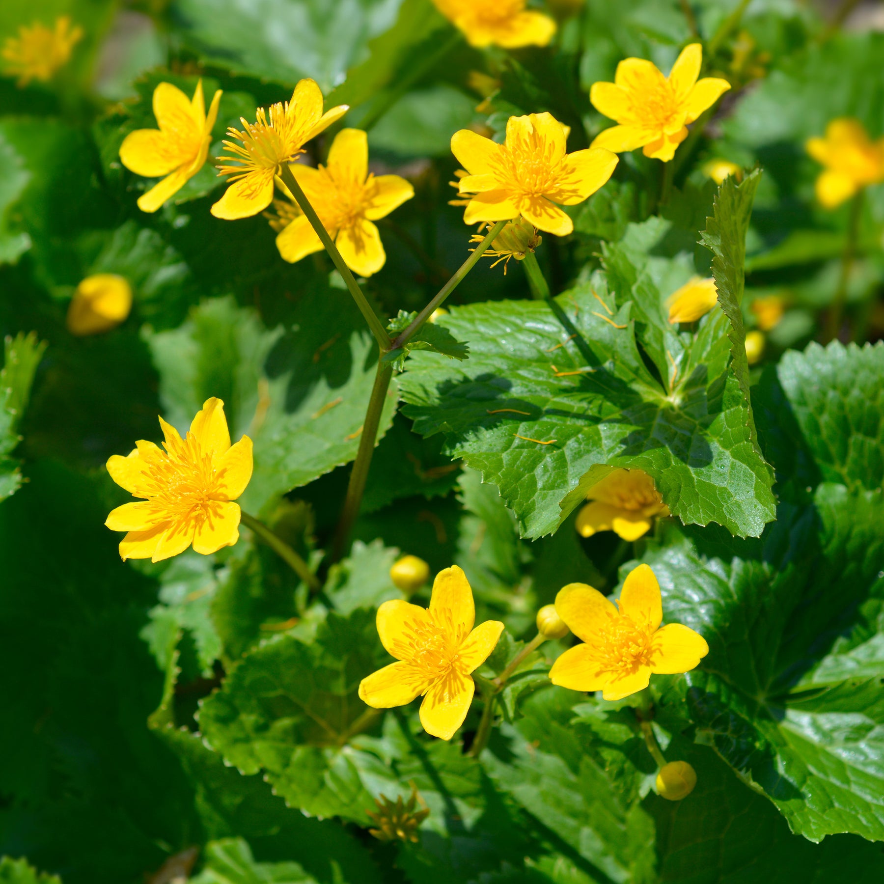 Caltha palustris - Sumpfdotterblume - Wasser-Ringelblume - Alle Teichpflanzen