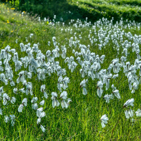 Schmalblättriges Wollgras - Eriophorum angustifolium - Willemse