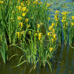 Sumpfschwertlilie - Willemse