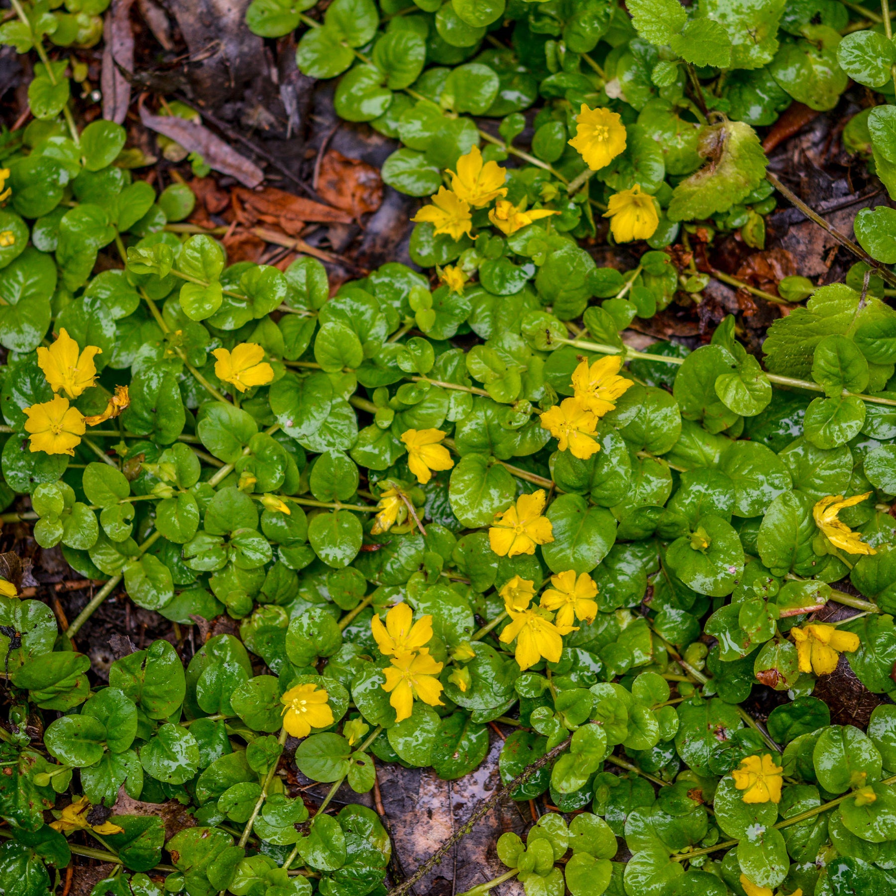 Pfennigkraut - Lysimachia nummularia - Willemse