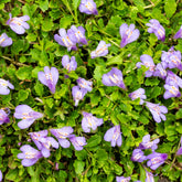 Teppich-Mazus - Mazus reptans - Willemse