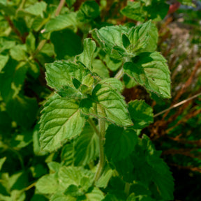 Wasserminze - Mentha aquatica - Willemse