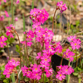 Primula rosea grandiflora - Rosen Schlüsselblume - Uferpflanzen