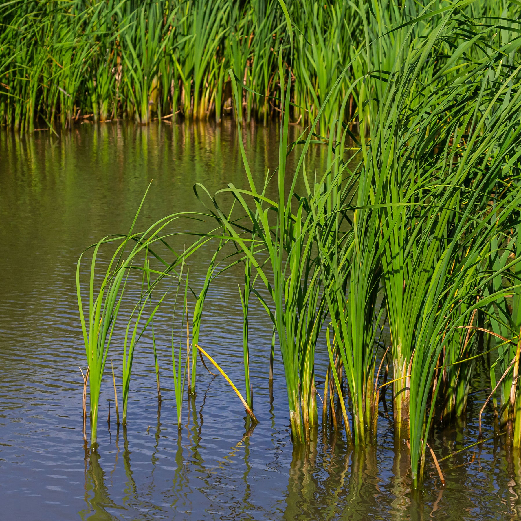 Schmalblättriger Rohrkolben - Typha angustifolia - Willemse