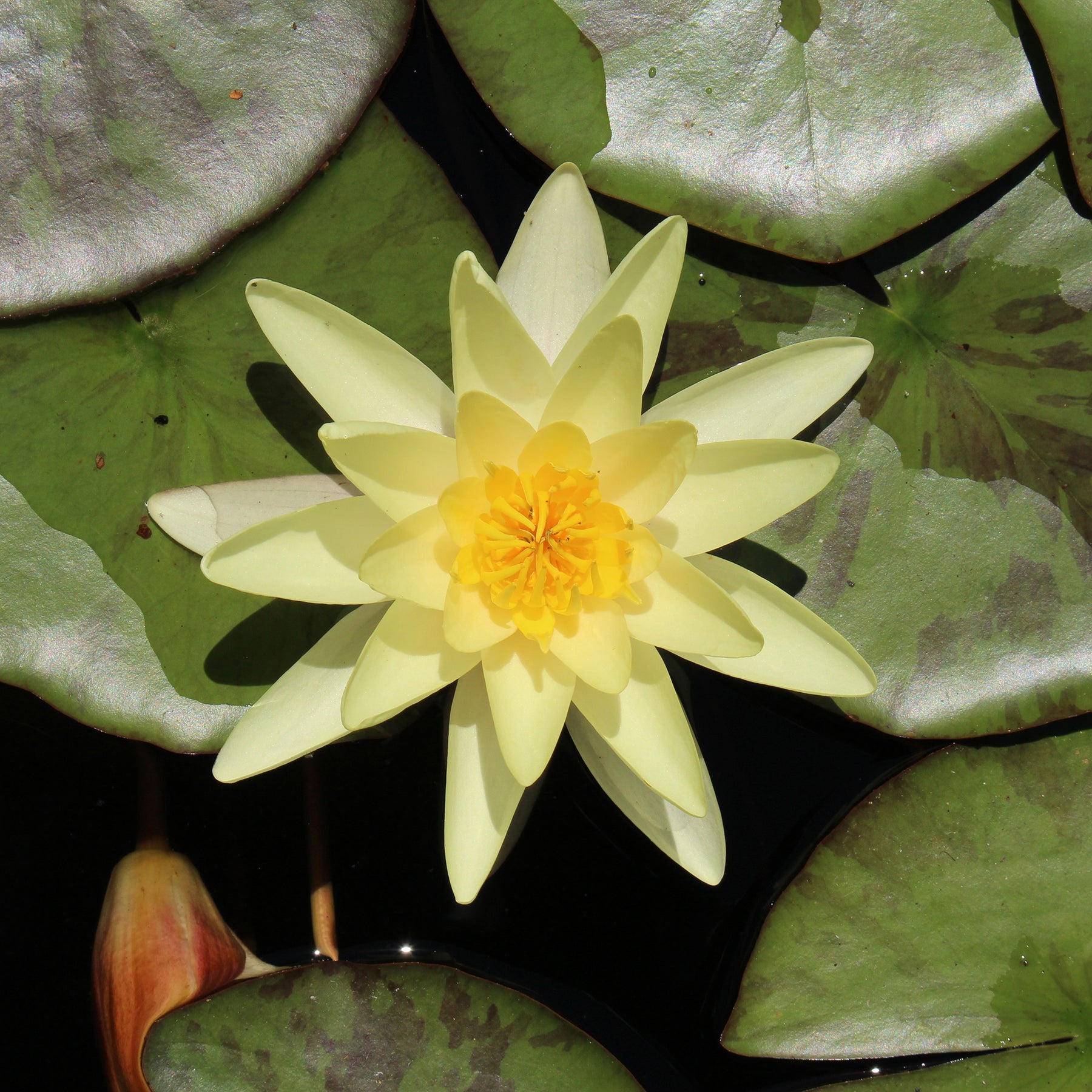 Seerose 'Marliacea Chromatella' - Willemse