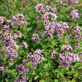Echter Dost - Oregano - Willemse