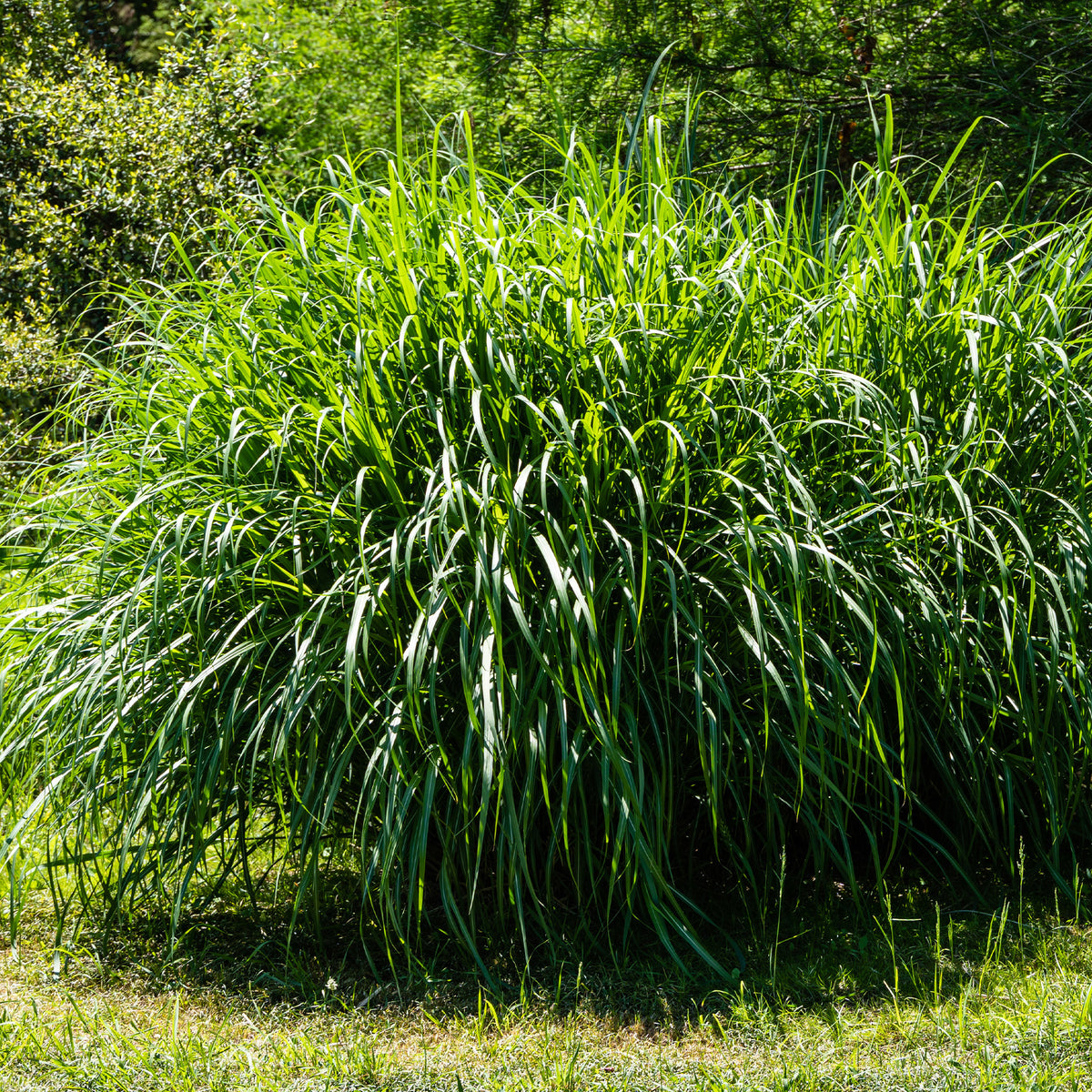 Verkauf Chinaschilf 'Gracillimus'