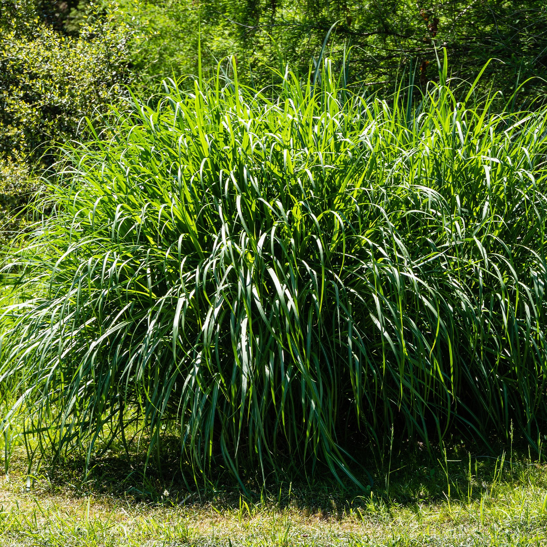 Verkauf Chinaschilf 'Gracillimus'