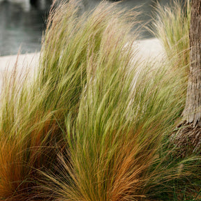 Verkauf 3 Ziergräser für trockenen Boden - Pennisetum alopecuroides,Stipa tenuissima ,Festuca glauca