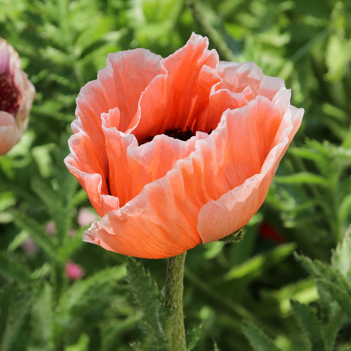 Orientalischer Mohn 'Picotee' - Papaver orientale 'picotee' - Willemse
