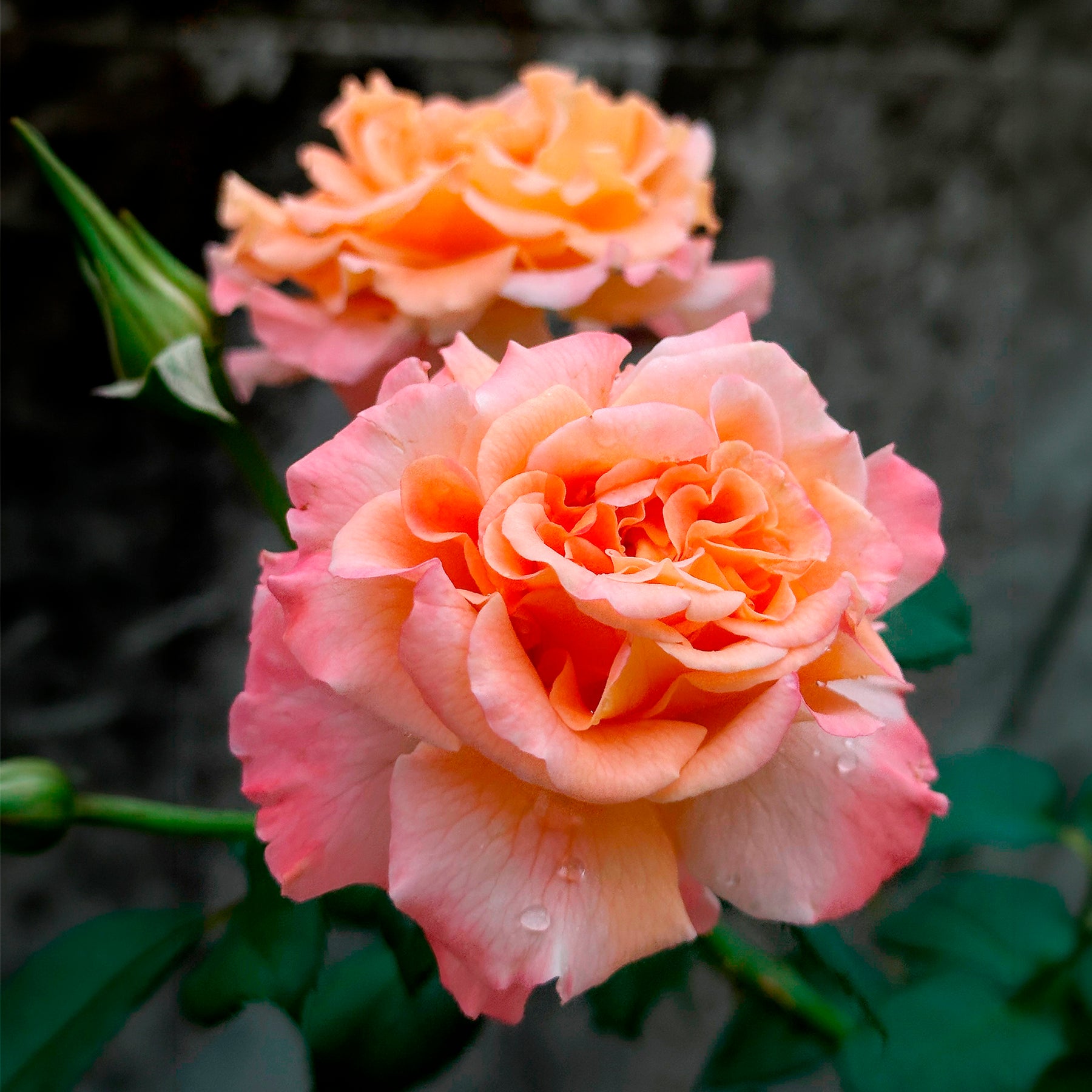 Edelrose 'Augusta Louise' - Rosa augusta louise - Willemse