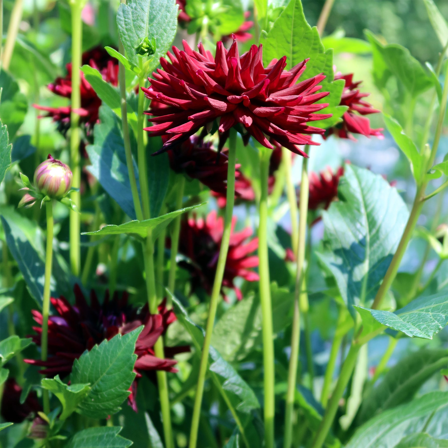 Dahlien-Zwiebeln - Dahlie 'Tamburo' (x3) - Dahlia tamburo