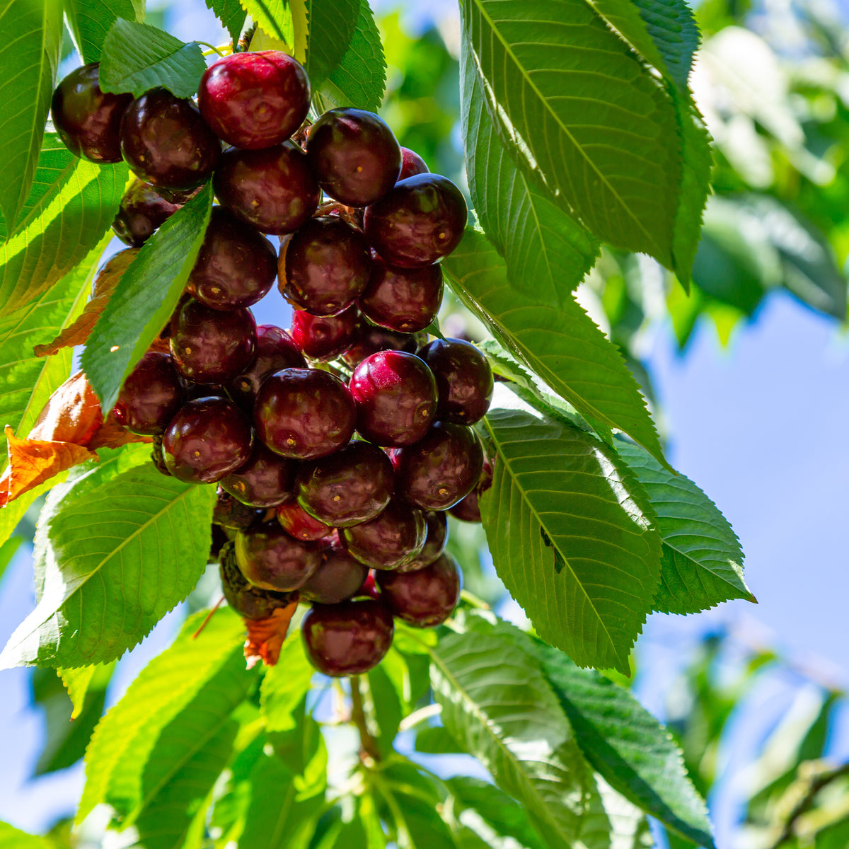Süßkirsche Kordia - Prunus avium Kordia - Willemse