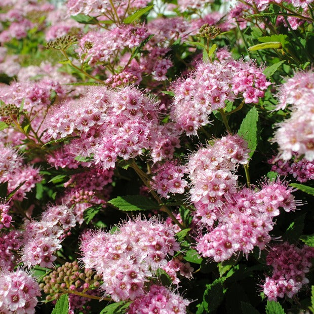Japan-Spierstrauch ‘Genpei’ - Willemse