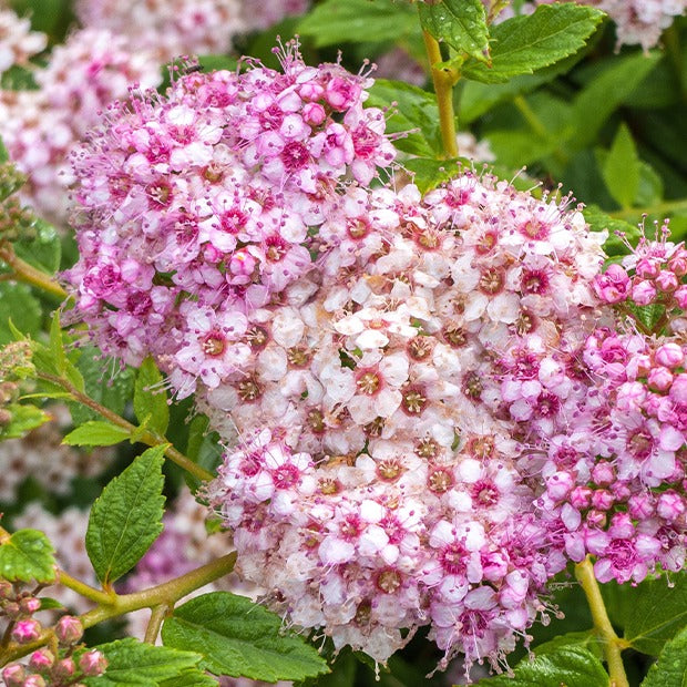 Japan-Spierstrauch ‘Genpei’ - Spiraea japonica Genpei - Willemse