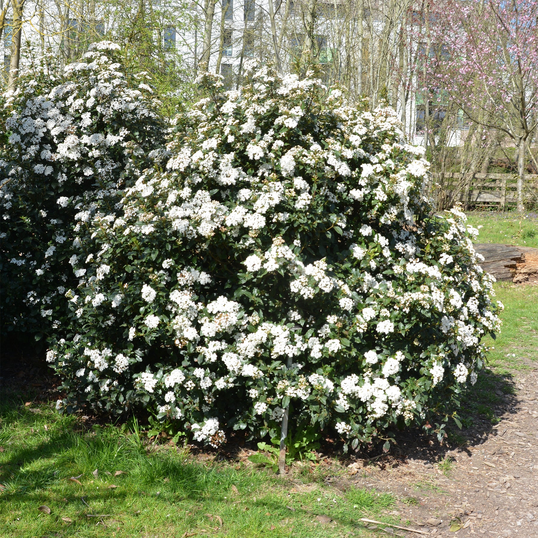 Viburnum - Lorbeer-Schneeball - Viburnum tinus