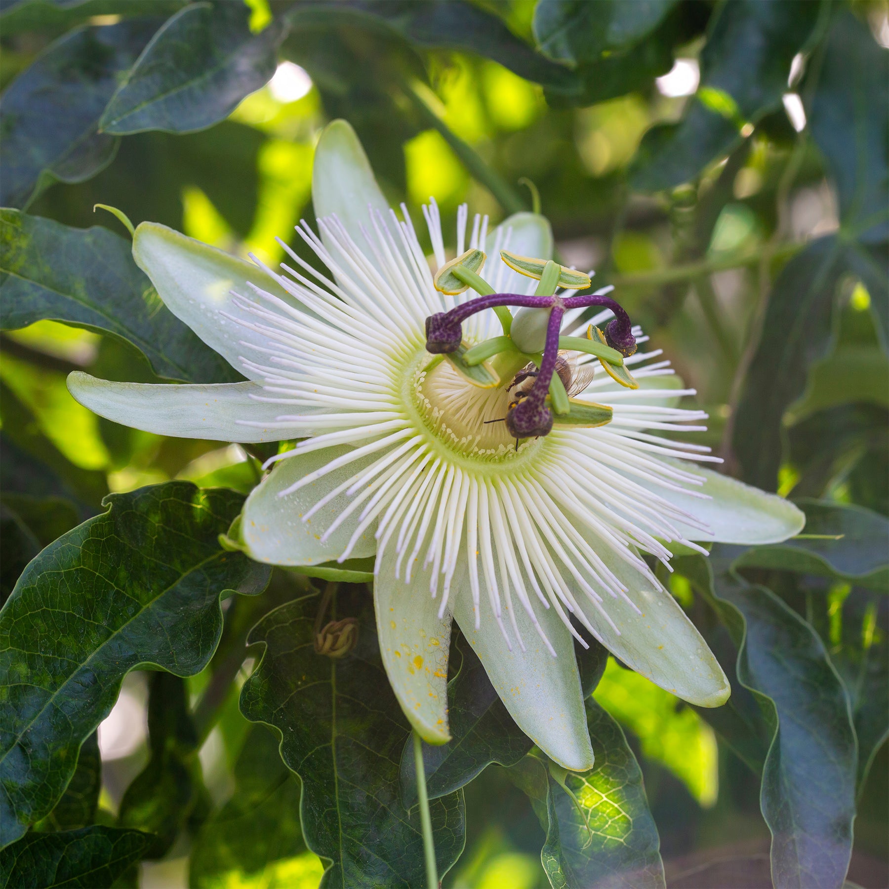 Verkauf Passionsblume 'Constance Elliot' - Passiflora caerulea constance elliot