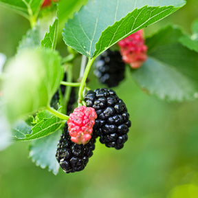 Maulbeere 'Mulle' - Morus acidosa Mulle - Willemse