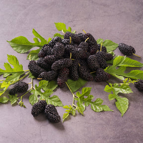 Verkauf Maulbeere 'Mulle' - Fruchtbäume