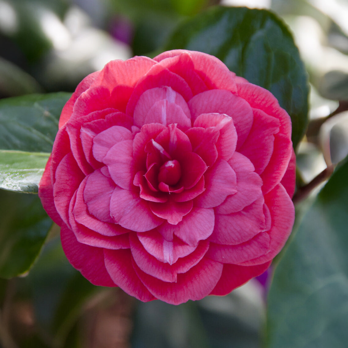 Kamelie Principessa Baciocchi - Camellia japonica Principessa Baciocchi - Willemse