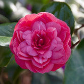 Kamelie Principessa Baciocchi - Camellia japonica Principessa Baciocchi - Willemse