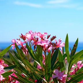 Verkauf Oleander