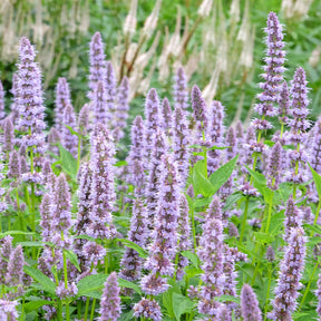 Duftnessel 'Blue Fortune' - Agastache blue fortune - Willemse